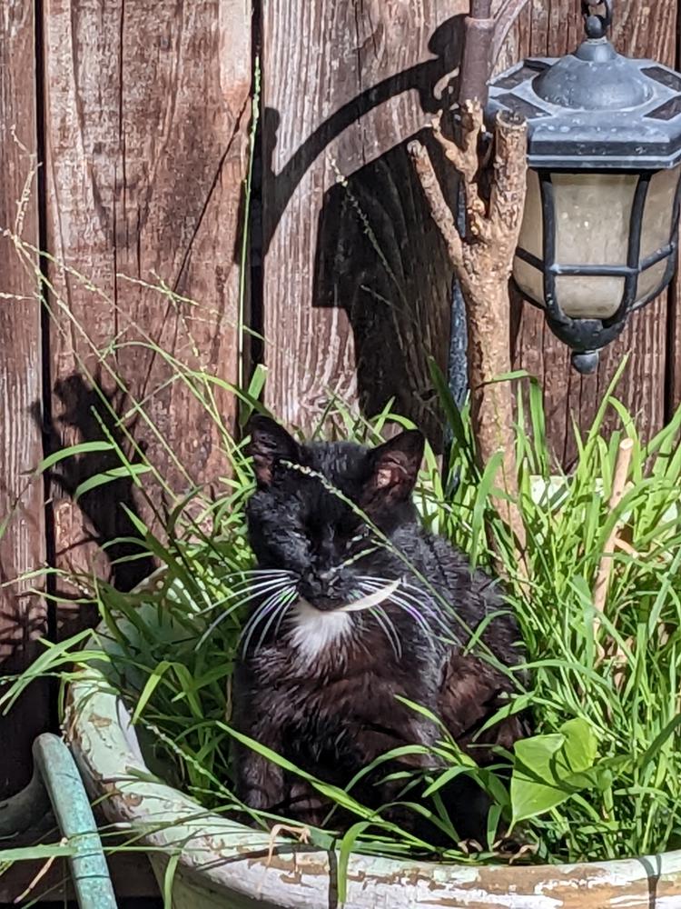 Image of Kee kee, Lost Cat