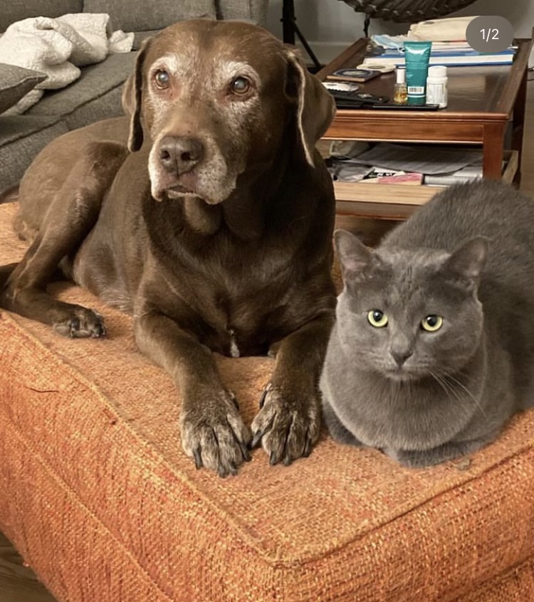 Image of Gray Cat/Stormy, Lost Cat