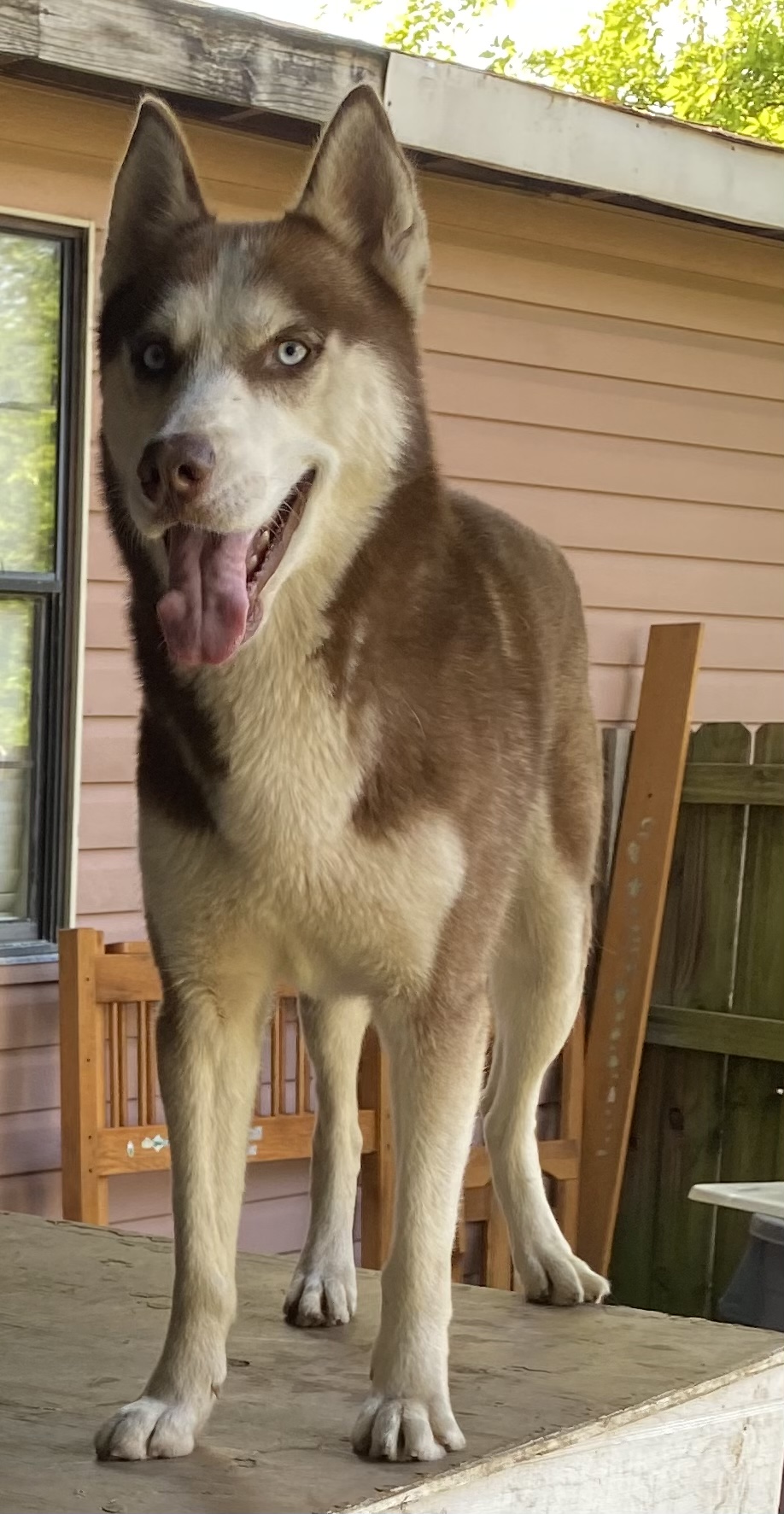 Image of oakley, Lost Dog