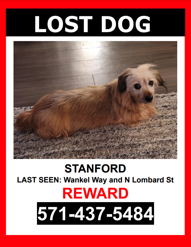 Image of Stanford, Lost Dog