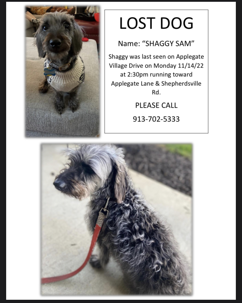 Image of Shaggy Sam, Lost Dog