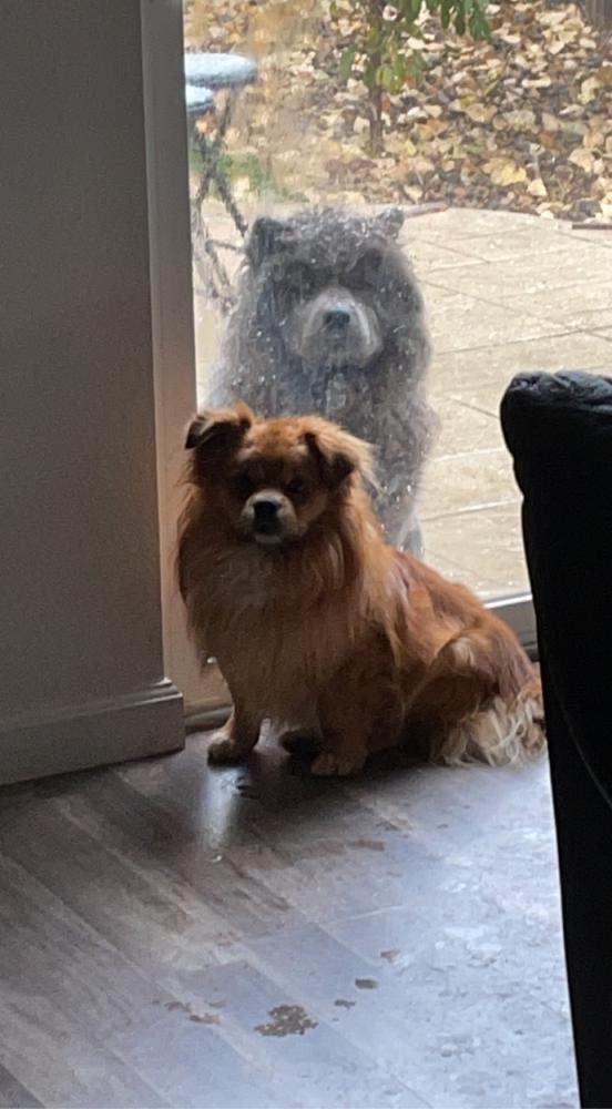 Image of Toby and Kali, Lost Dog