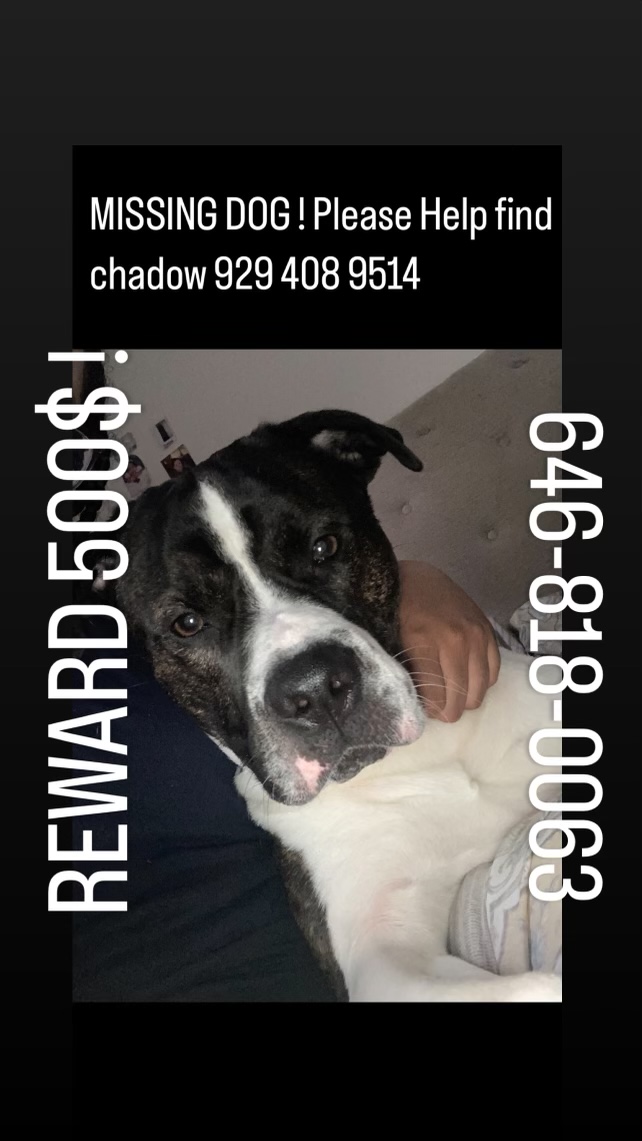 Image of Chadow, Lost Dog