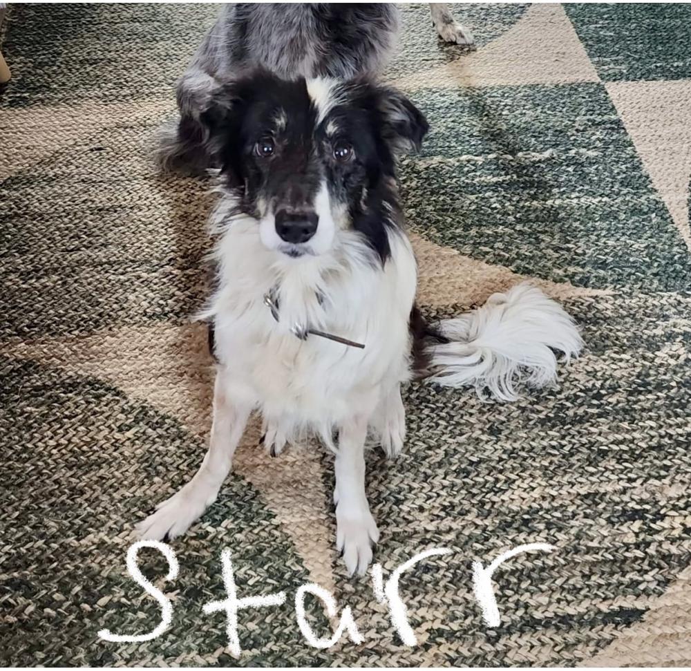 Image of Starr, Lost Dog