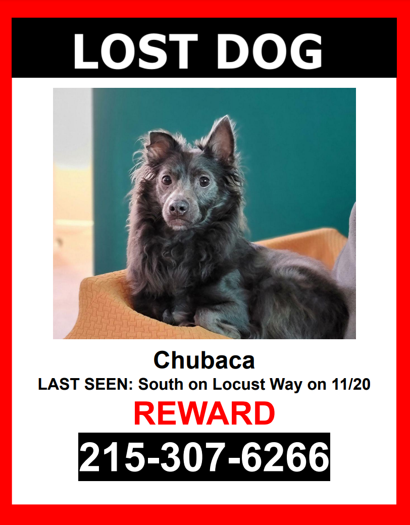Image of Chubaca, Lost Dog