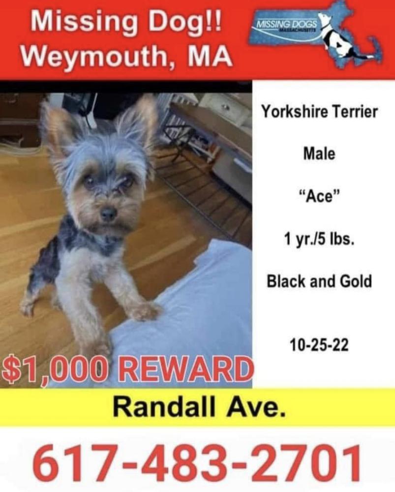 Image of Ace, Lost Dog