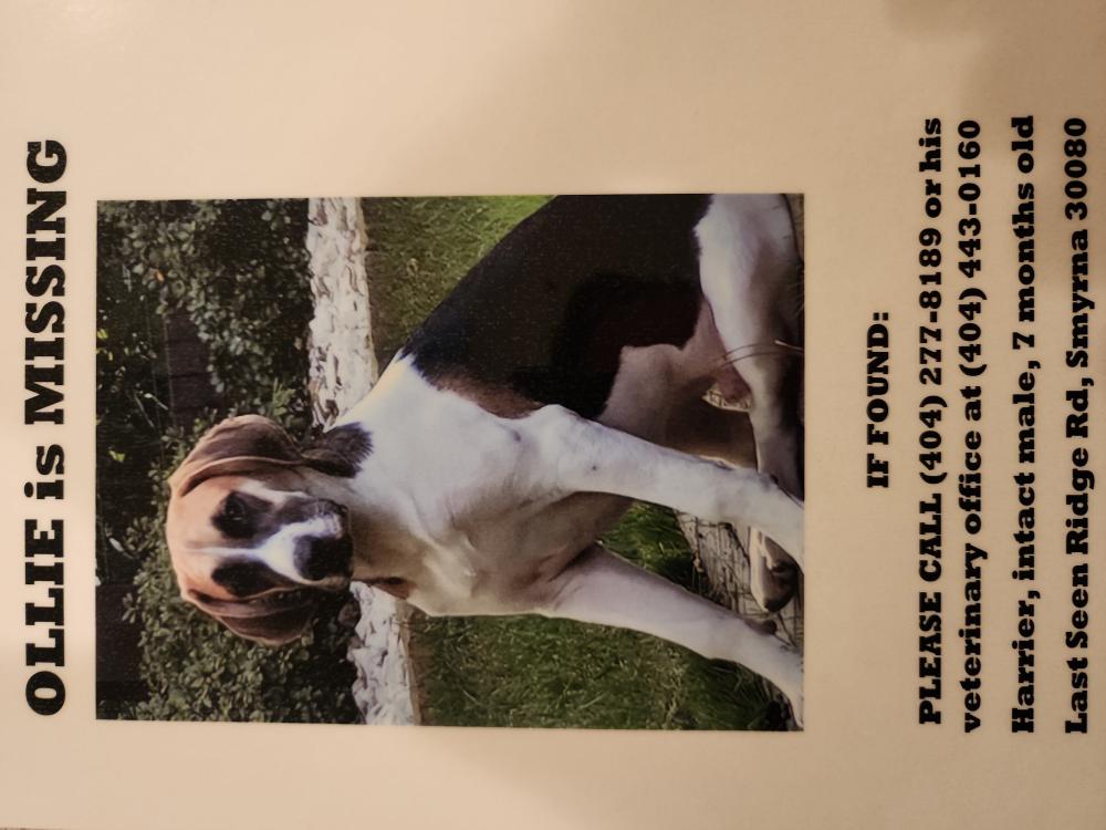 Image of Ollie, Lost Dog