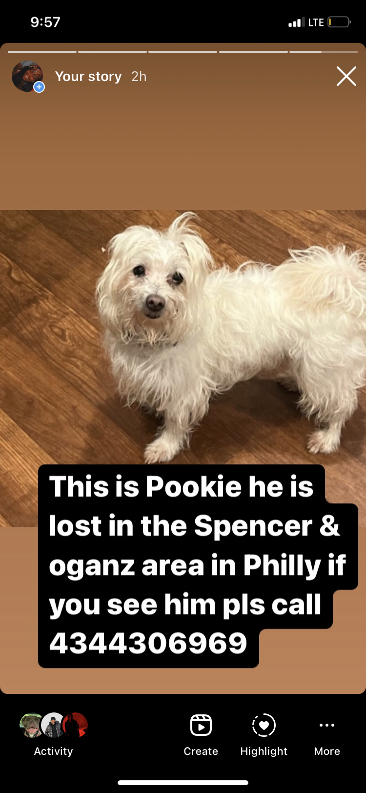 Image of Pookie, Lost Dog