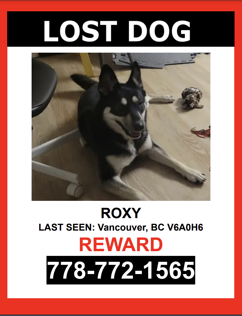 Image of ROXY, Lost Dog