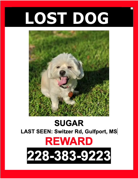 Image of Sugar, Lost Dog