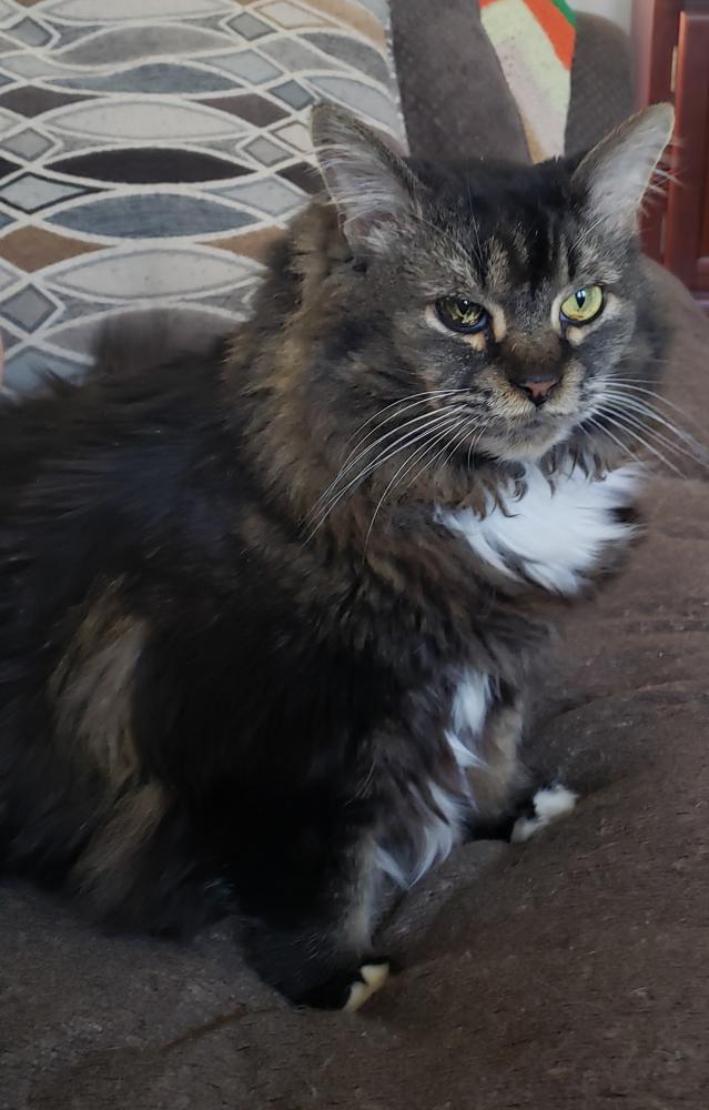 Image of Kitkat, Lost Cat