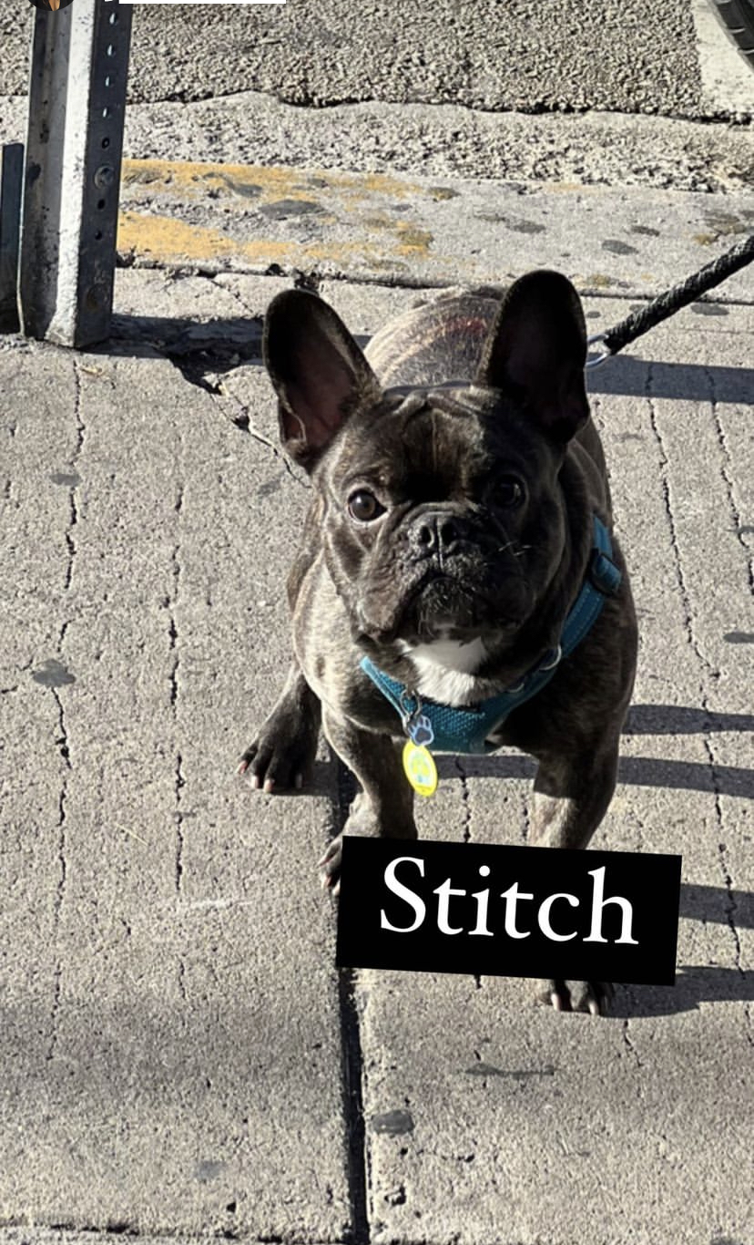 Image of Stich, Lost Dog