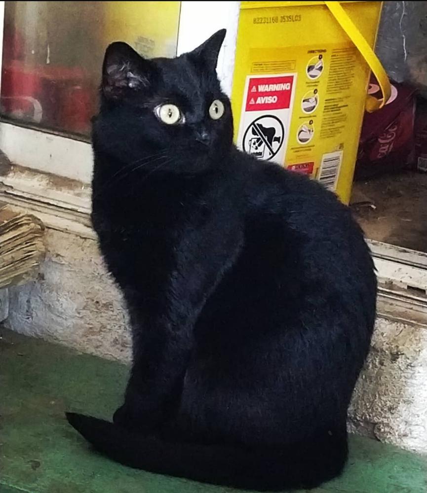 Image of Ghost, Lost Cat