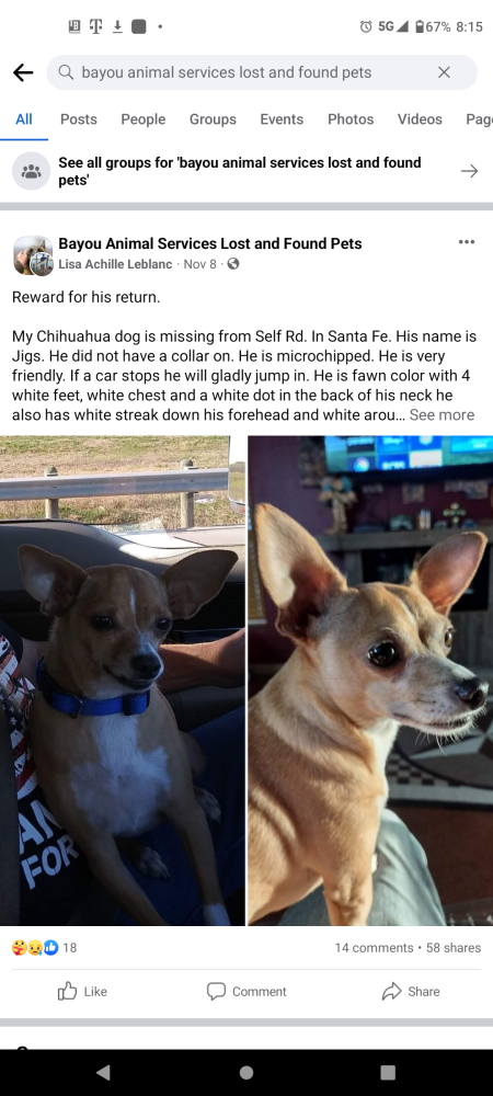 Image of Jigs, Lost Dog