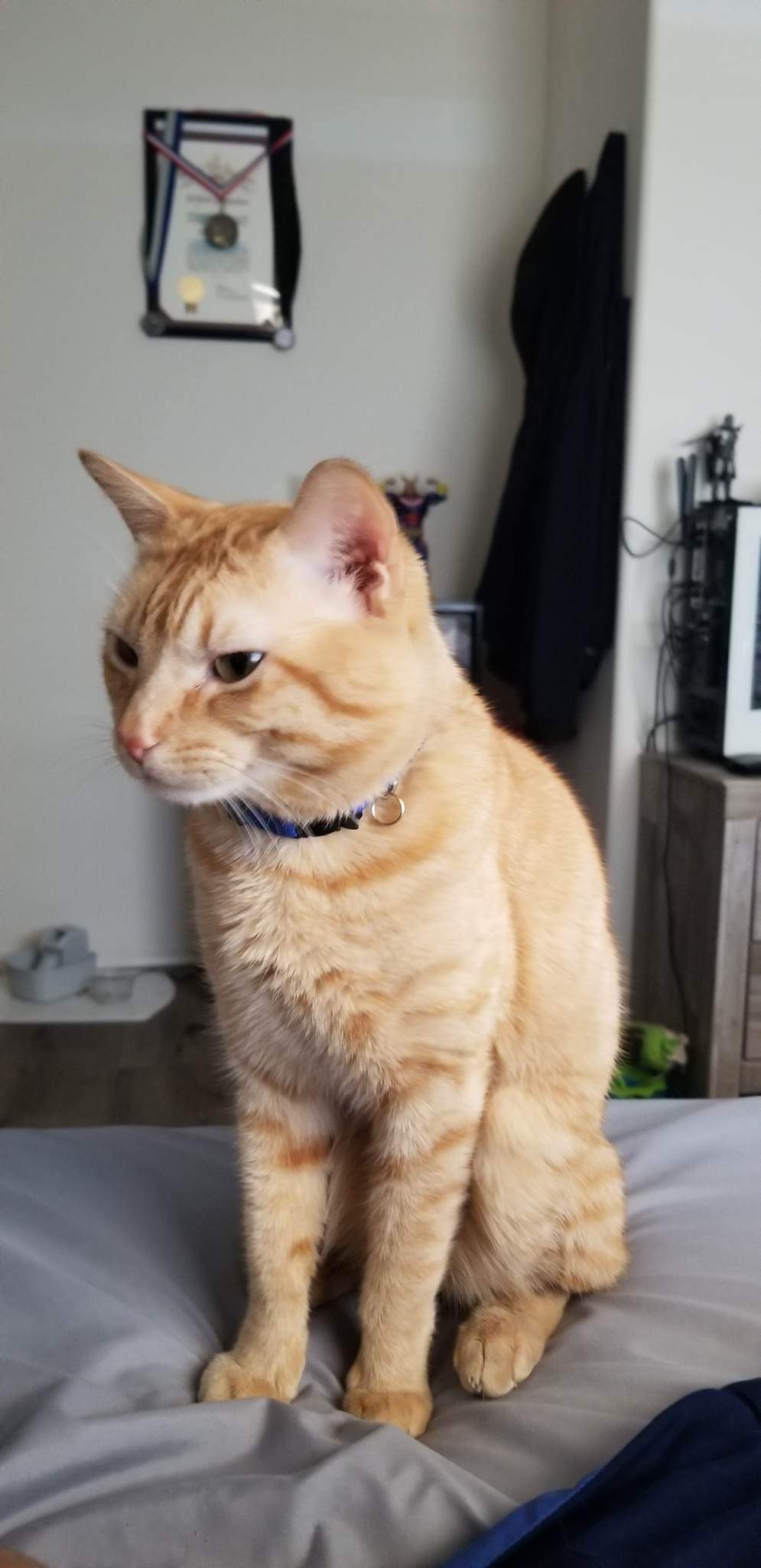 Image of Chicken, Lost Cat