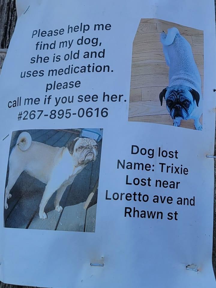 Image of Trixie, Lost Dog