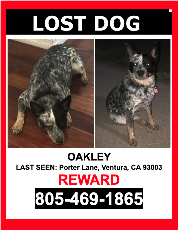 Image of OAKLEY, Lost Dog