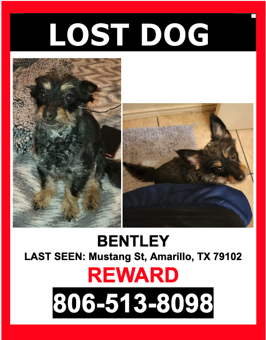 Image of BENTLEY, Lost Dog