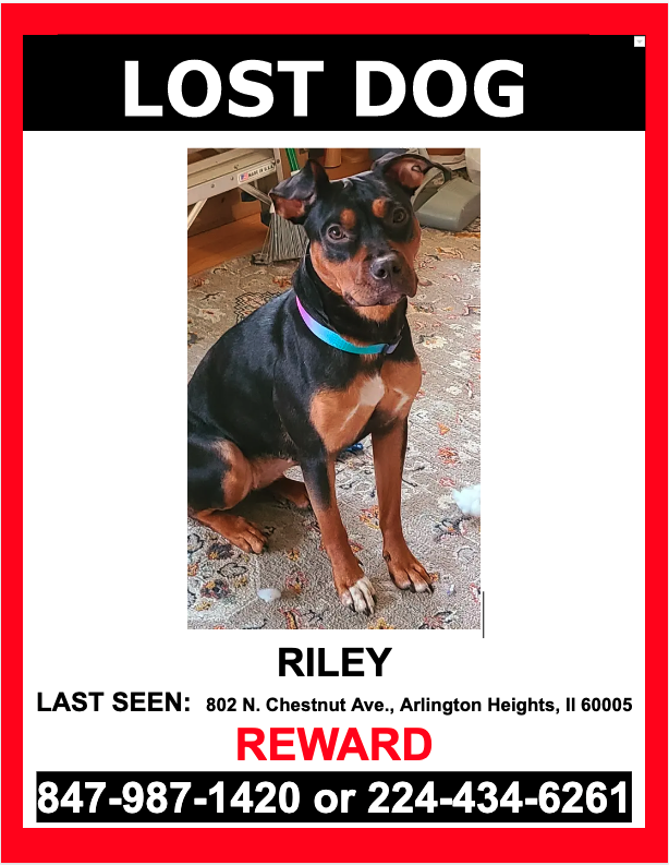 Image of RILEY, Lost Dog