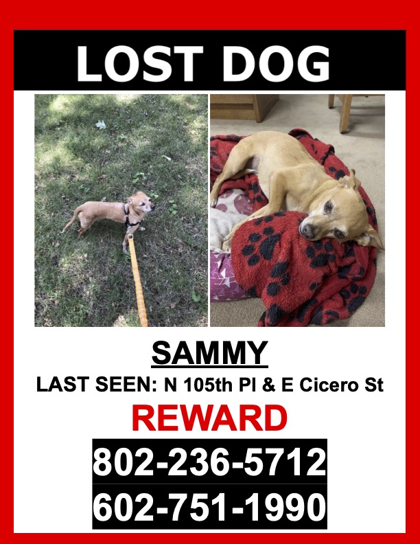 Image of SAMMY, Lost Dog