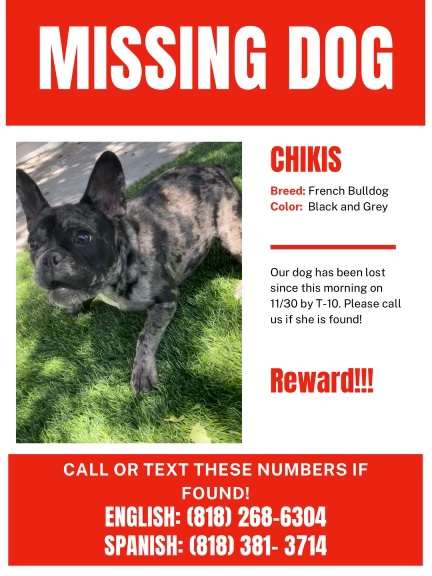 Image of Chikis, Lost Dog
