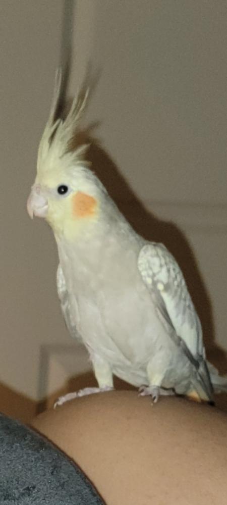 Image of Lola, Lost Bird