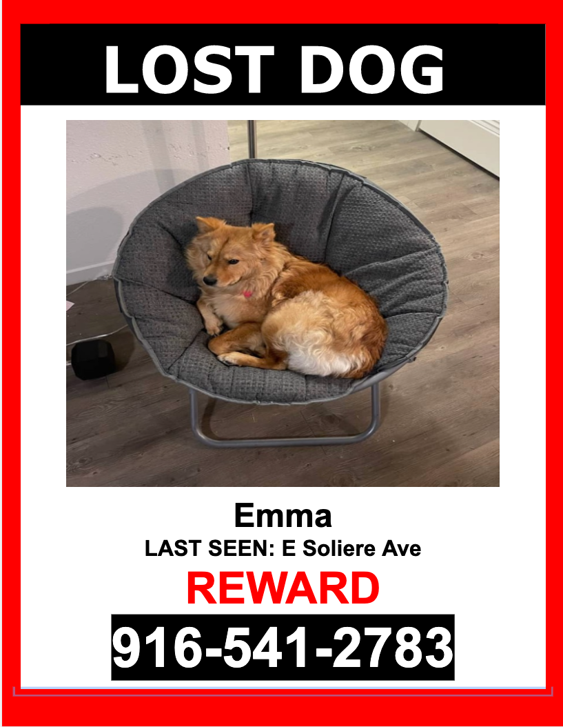 Image of Emma, Lost Dog