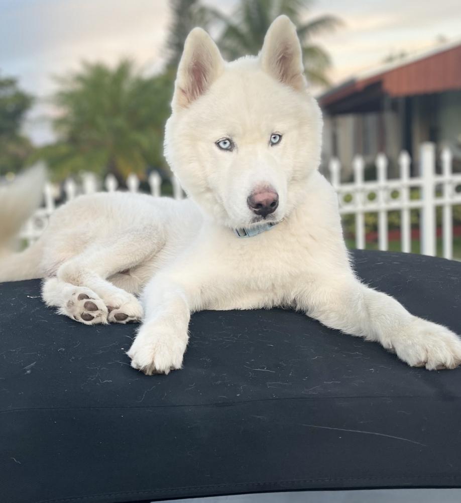 Image of SNOWBALL, Lost Dog