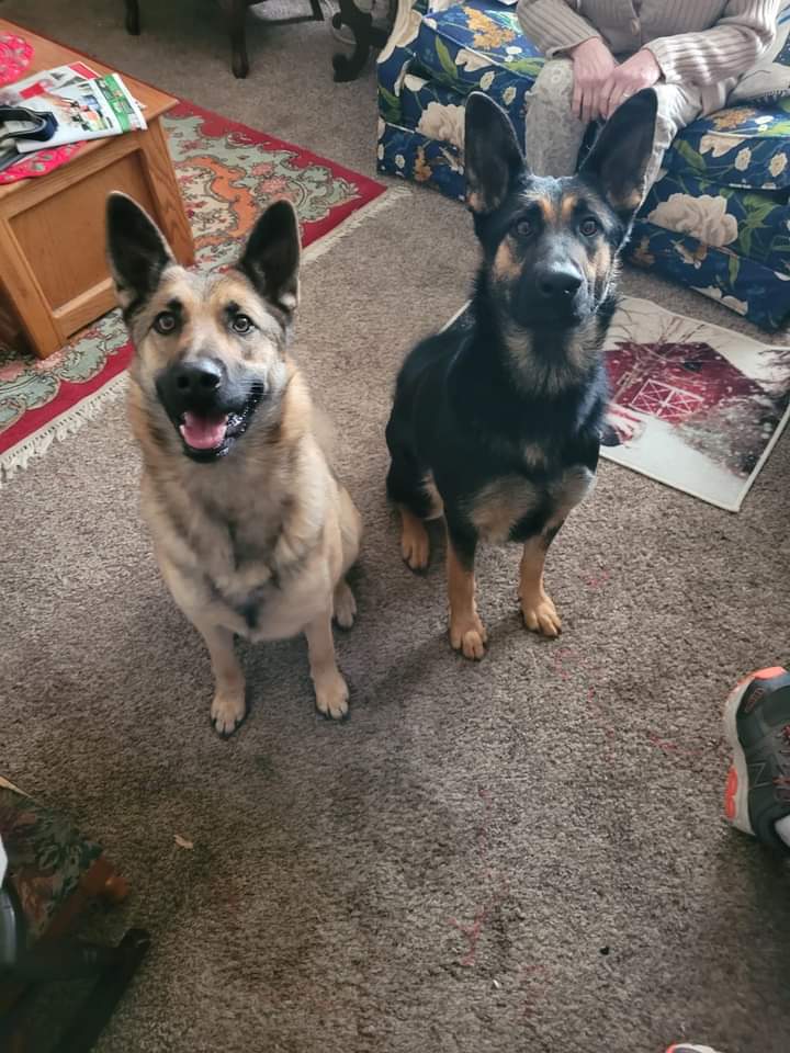 Image of 2 German Shepherds, Found Dog