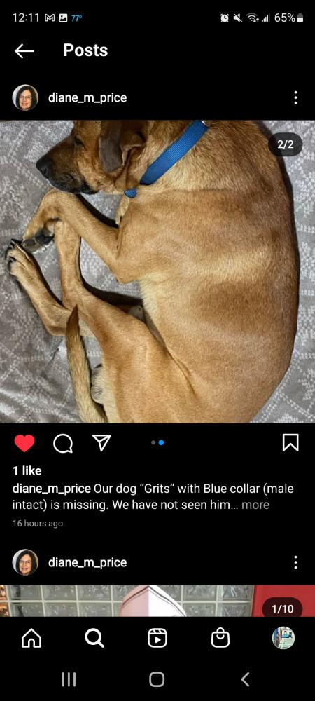 Image of Grits, Lost Dog
