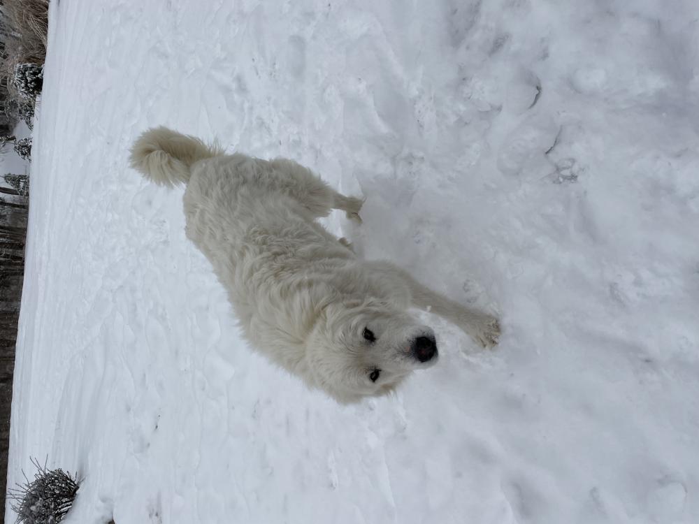 Image of Aspen, Lost Dog