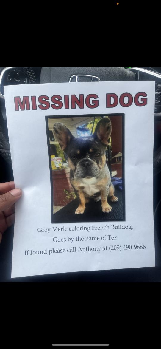 Image of Tez, Lost Dog