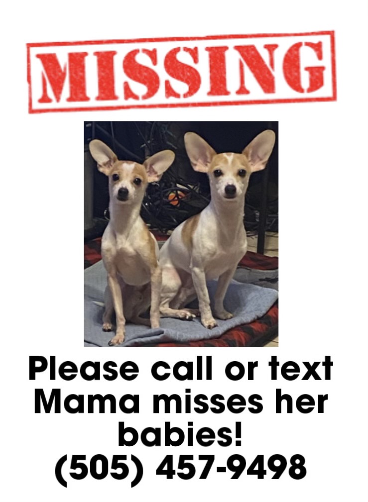 Image of Tio, Lost Dog
