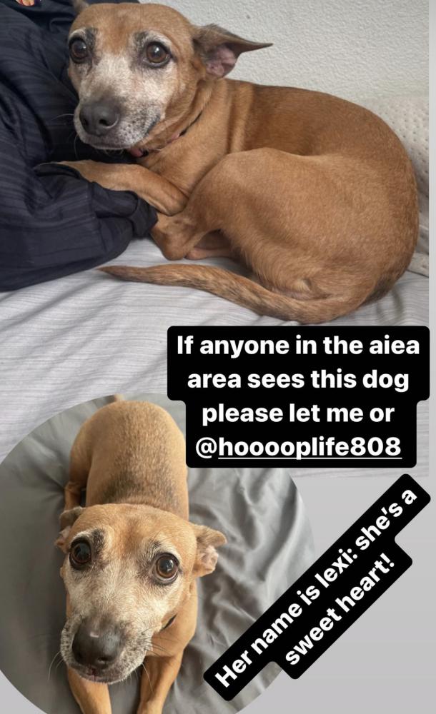 Image of Lexi, Lost Dog