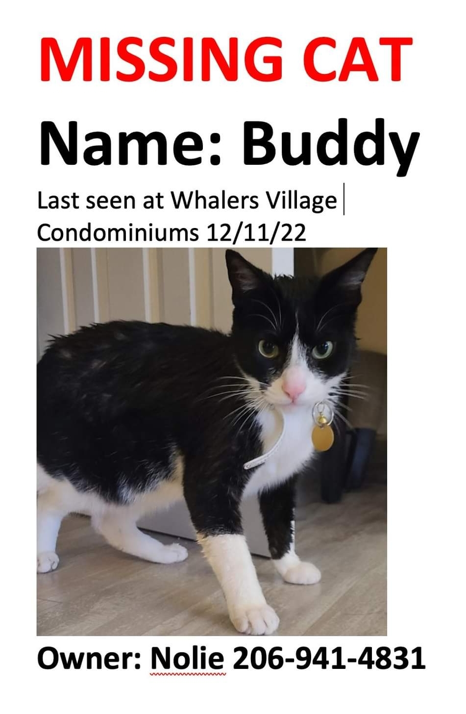 Image of Buddy, Lost Cat