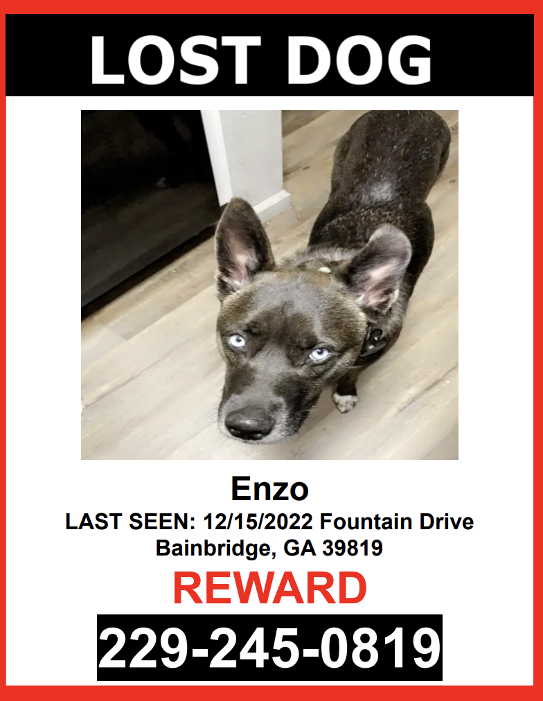 Image of ENZO, Lost Dog