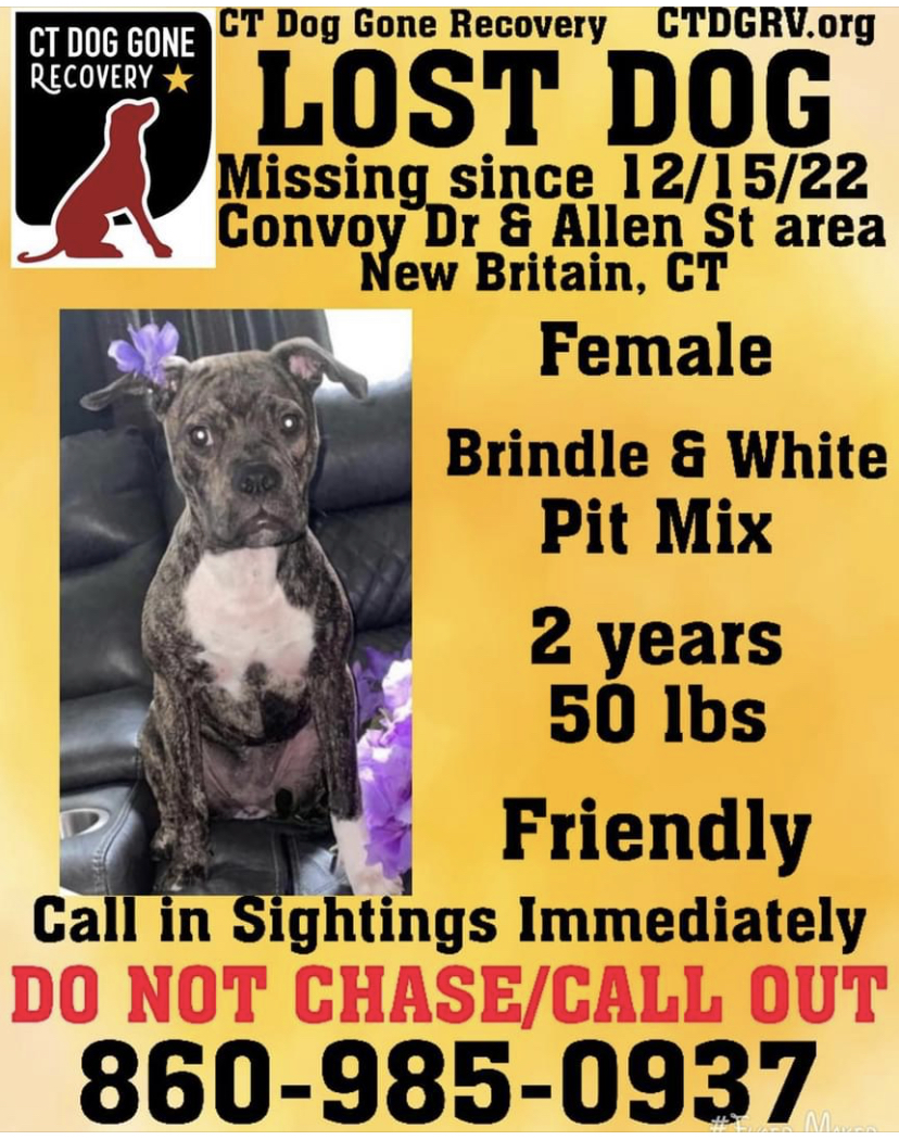 Image of Prissy, Lost Dog