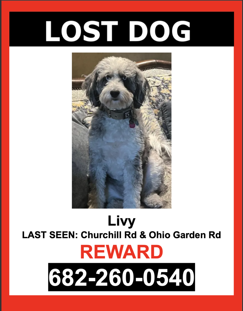 Image of Livy, Lost Dog