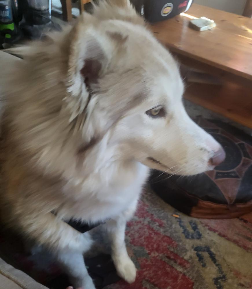 Image of Eskimo, Lost Dog