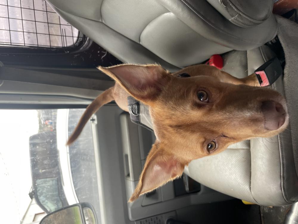 Image of ? Small brown male, Found Dog