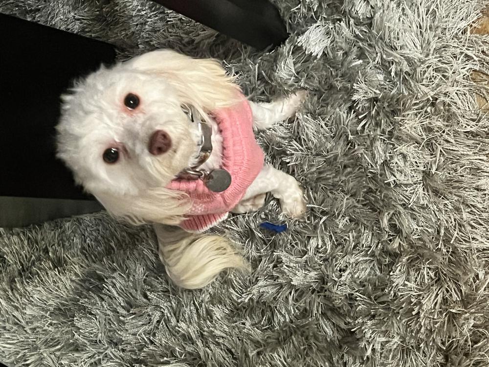 Image of White small girl dog, Lost Dog