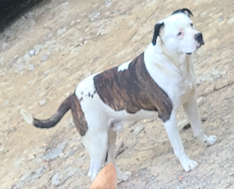 Image of Bruno, Lost Dog