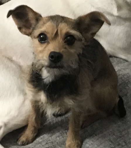Image of Little one, Lost Dog