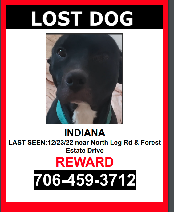 Image of Indiana, Lost Dog