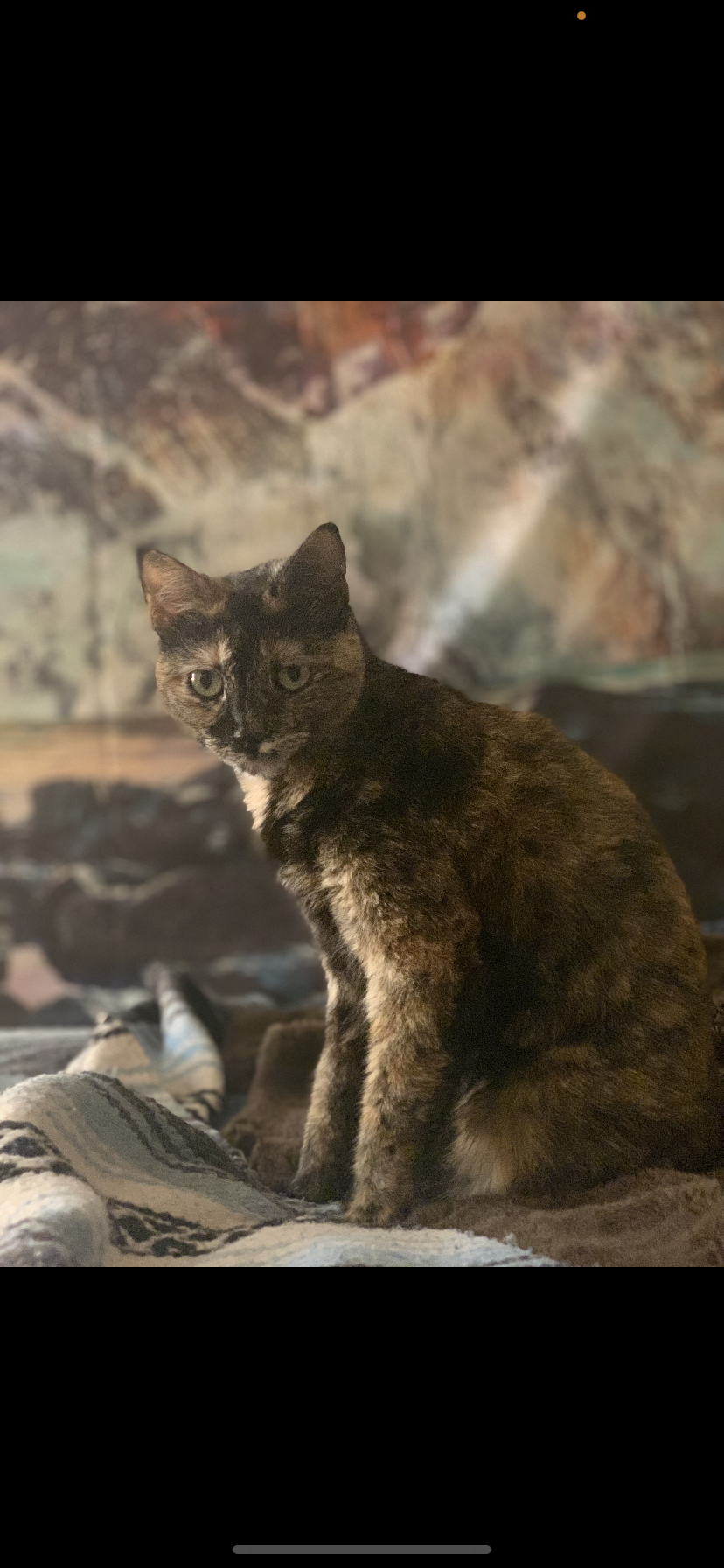 Image of Calypso, Lost Cat