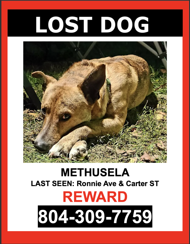 Image of Methusela, Lost Dog