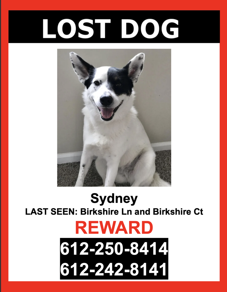 Image of Sydney, Lost Dog