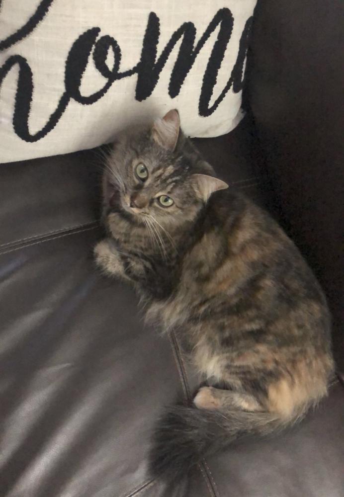 Image of bella, Lost Cat