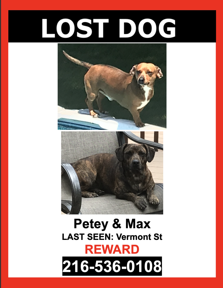 Image of Petey & Max, Lost Dog