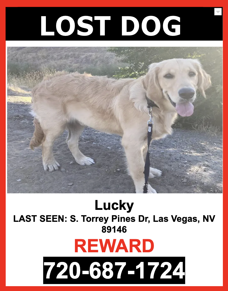 Image of LUCKY, Lost Dog